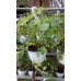 Клубника садовая Fragaria